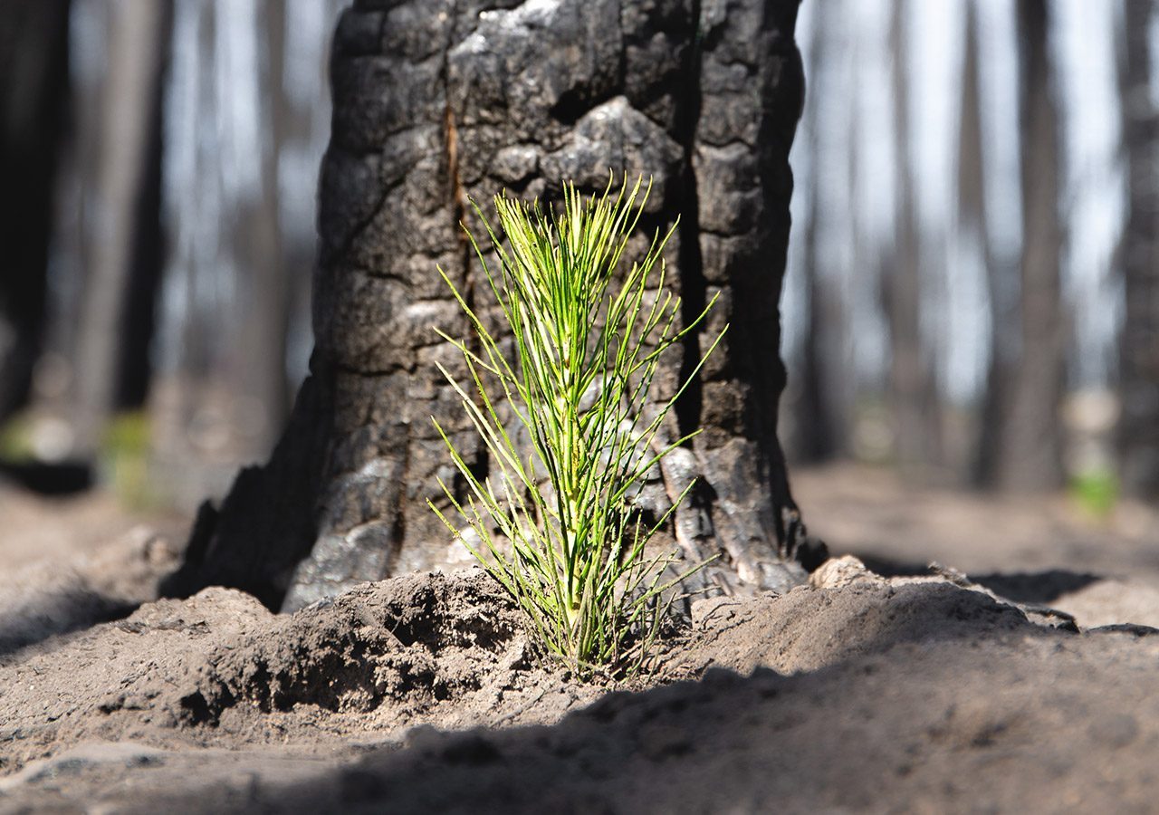 Sensoo-pflanzt-einen-Baum Sensoo – Spaß mit Freunden